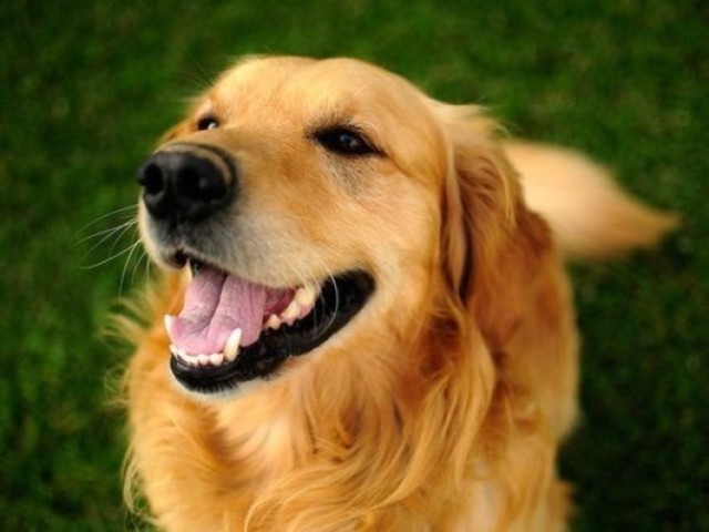 Cachorro