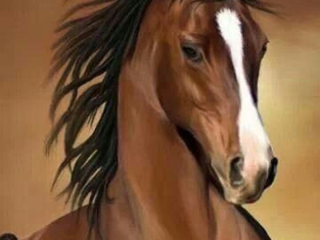 Cavalo