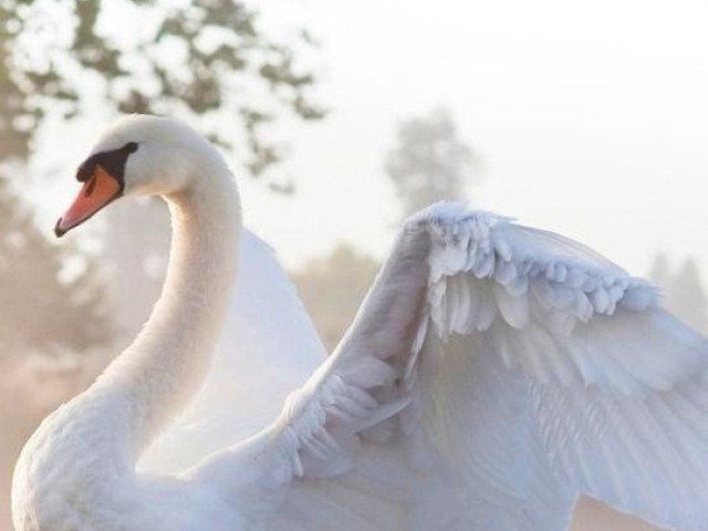 Cisne