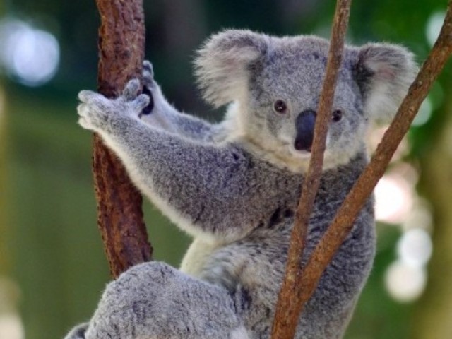 Coala