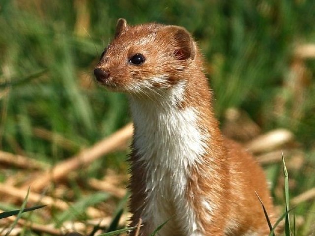 Doninha