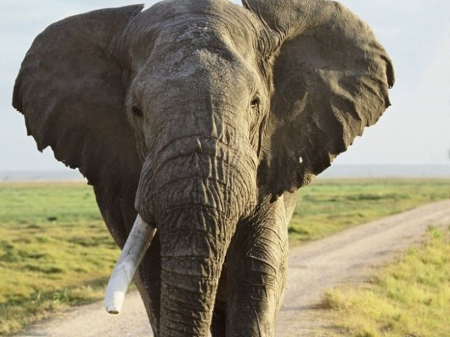 Elefante