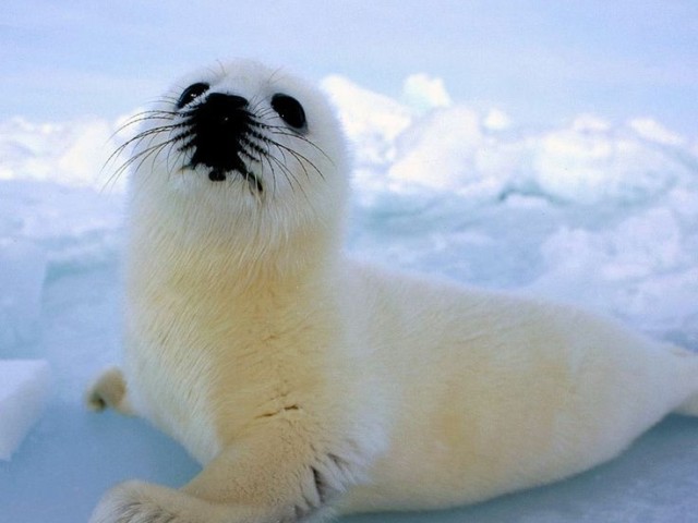 Foca