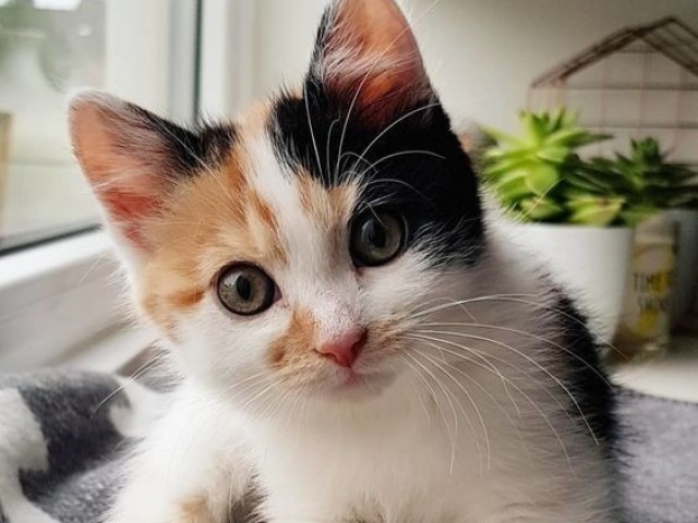Gato