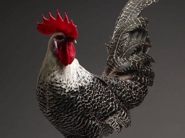 Galinha