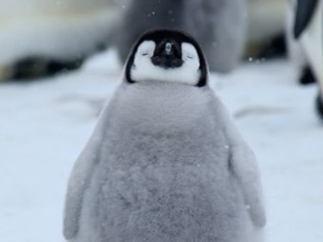 Pinguim