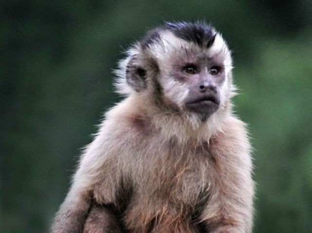 Macaco