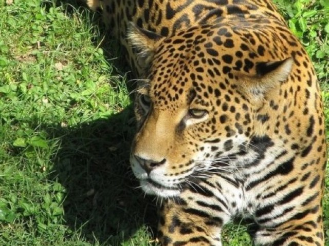 Leopardo