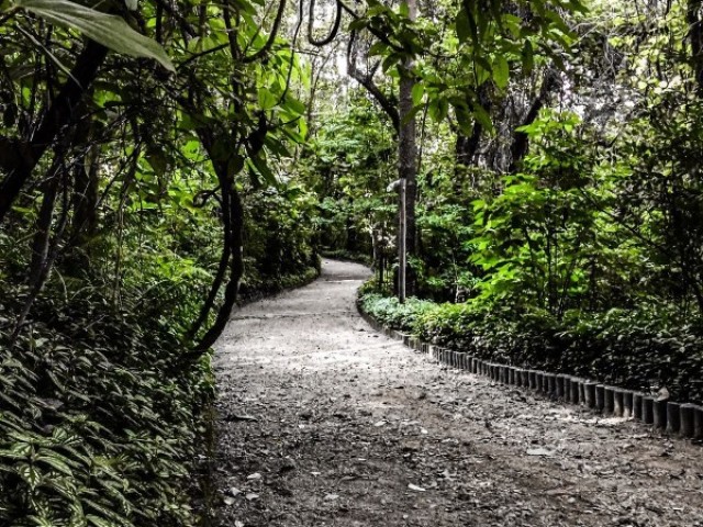 Depois de um tempo , saio e caminho até a porta de entrada , saio por ela sem ninguém perceber e pego o caminho da floresta até...