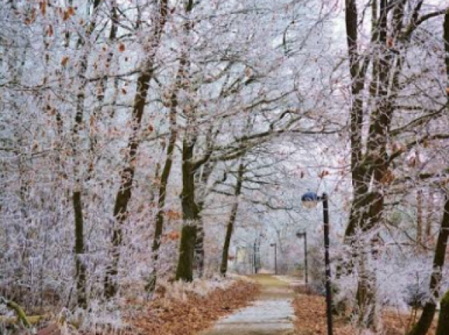 Parque de Sakuras