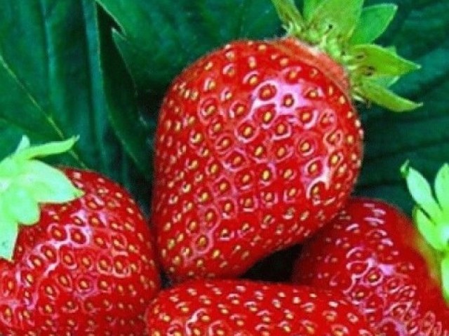 Morango🍓