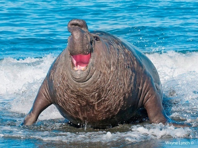 A Clara , transformada em uma foca gigante.