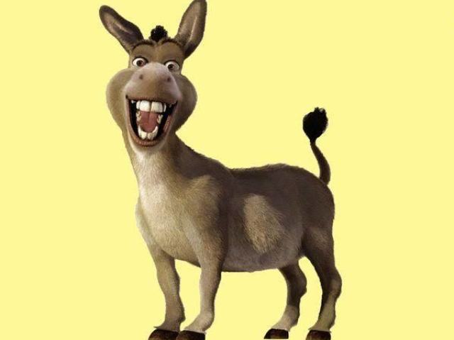 Burro