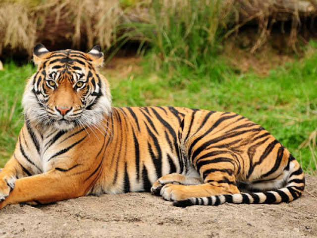 tigre