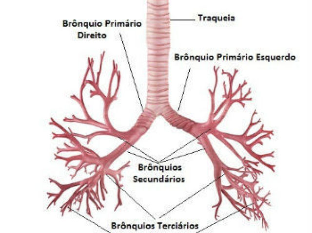 Traqueia