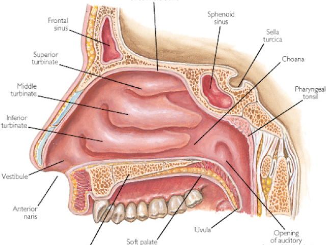 Cavidade Nasal