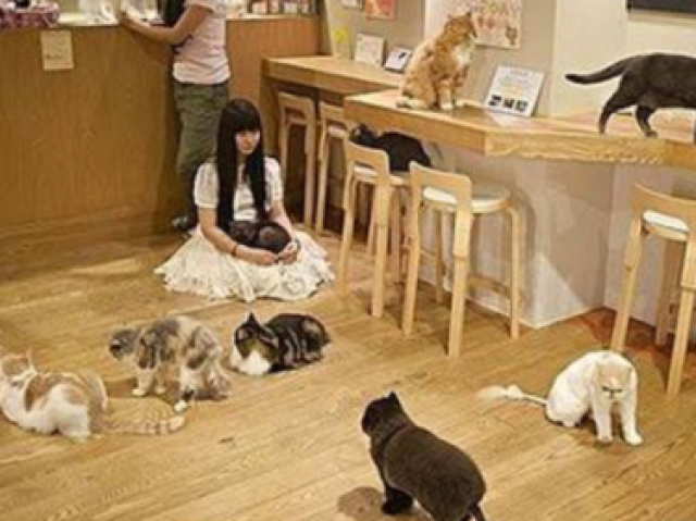 Neko café