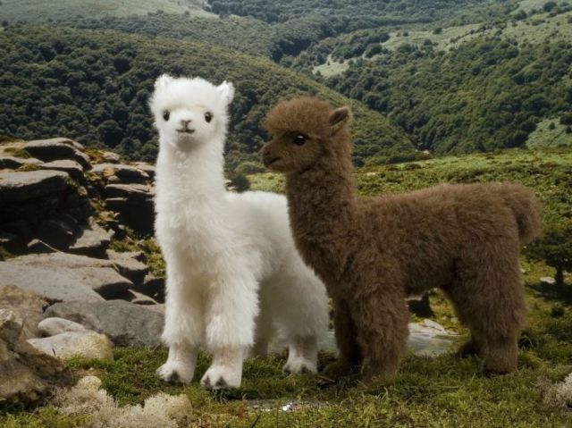 Alpaca