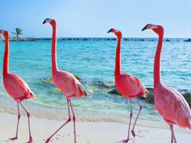 flamingos