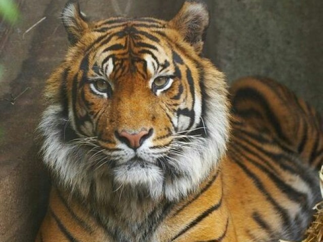 Tigre