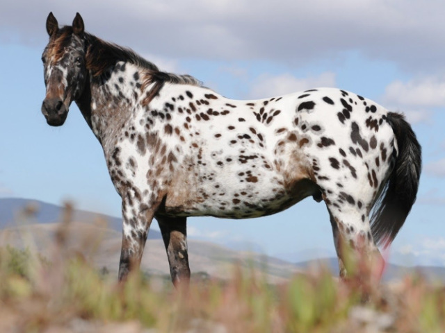 Appaloosa