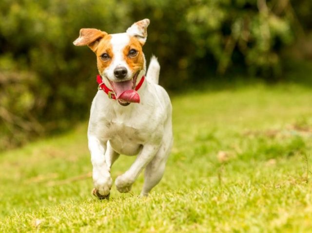 Um cachorro bem brincalhão!