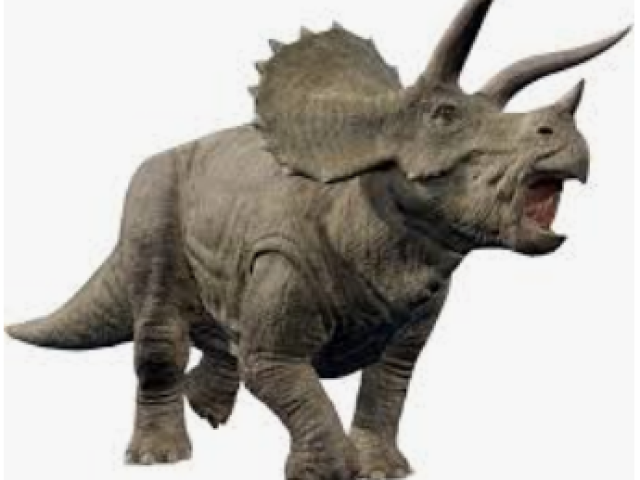 Triceratops