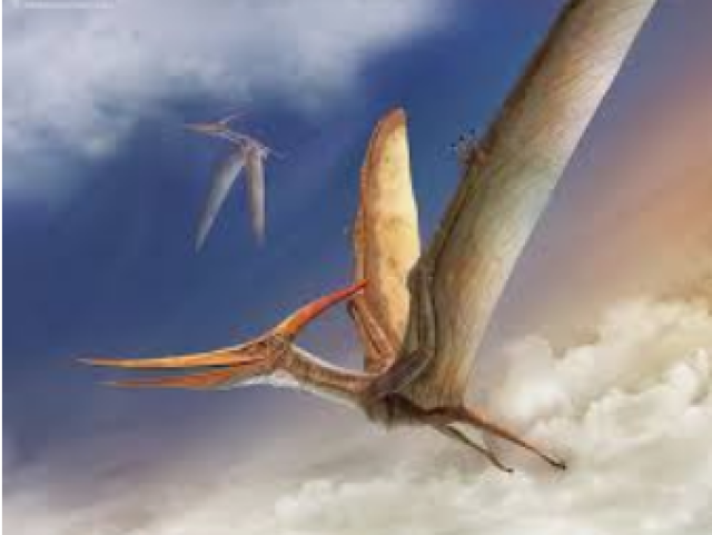 Pteranodonte