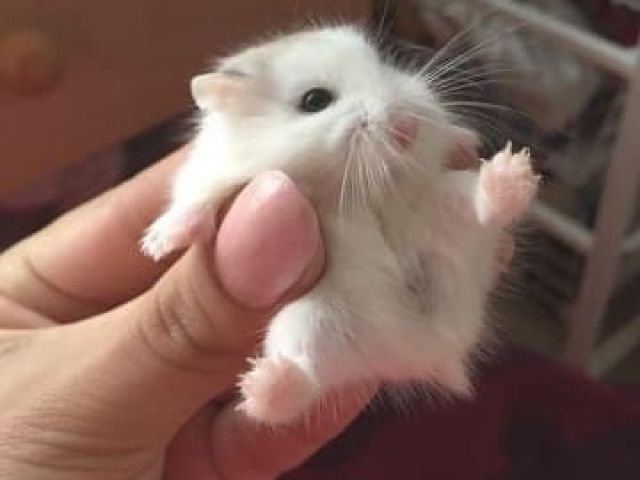 💞hamster💞