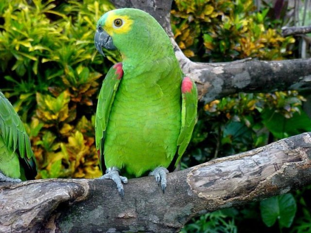 Papagaio
