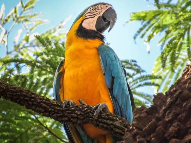 Arara