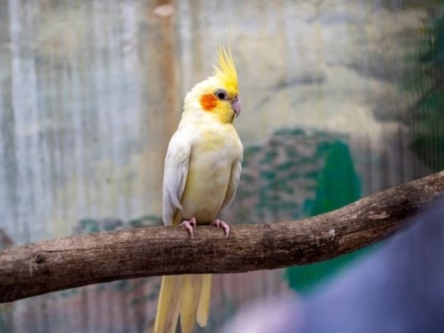 Calopsita