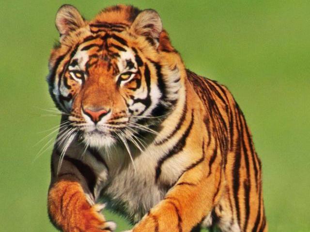 Tigre