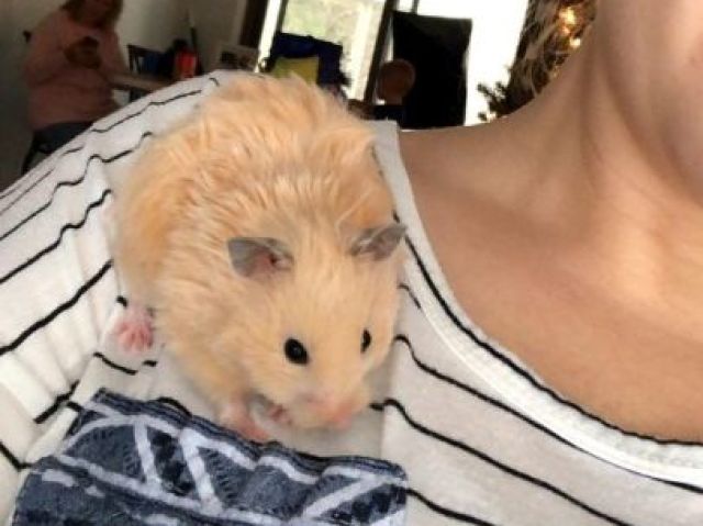 com hamster