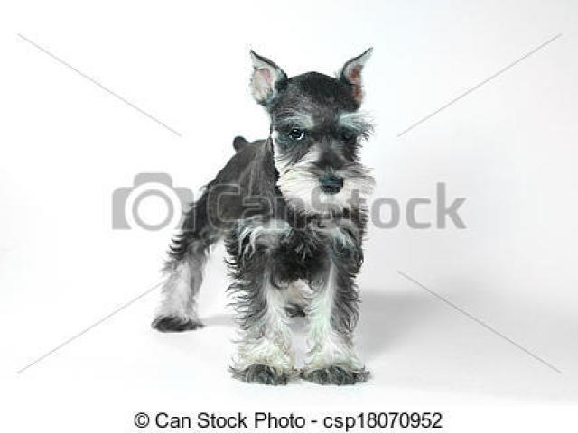 Schnauzer bebê🐶🐶🐶