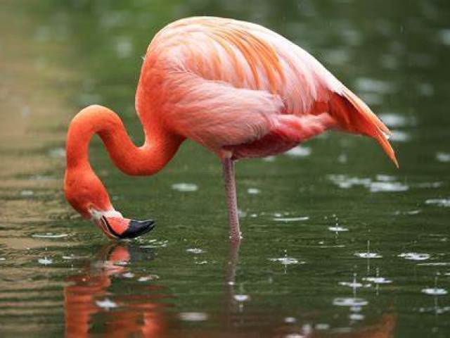 flamingo