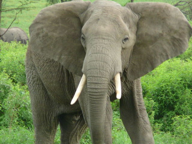 elefante