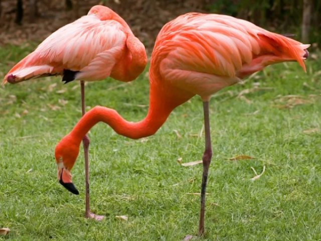 Flamingos