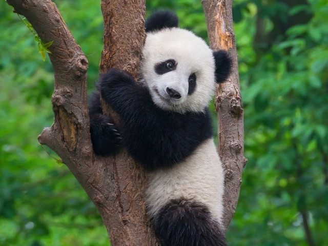 Panda