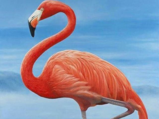 Flamingo