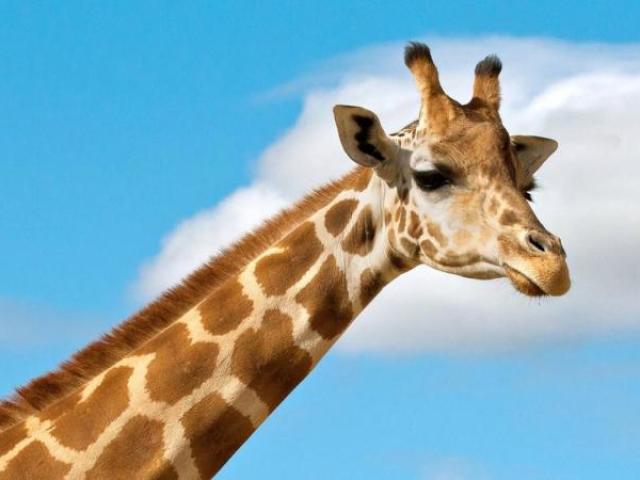 Qual animal você seria?