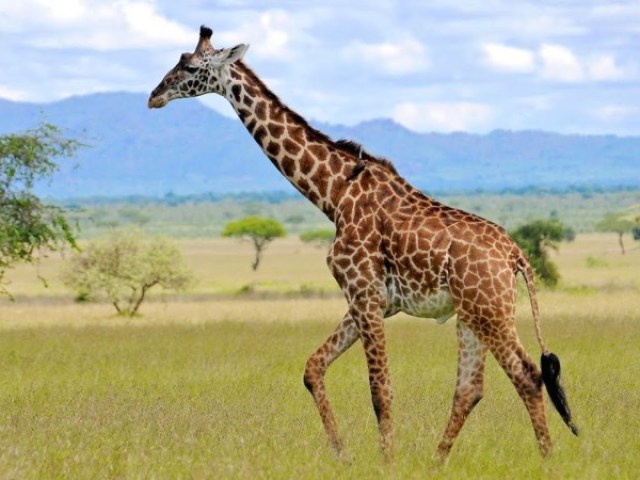 Girafa!