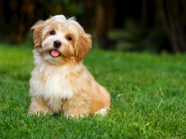 Cachorro!