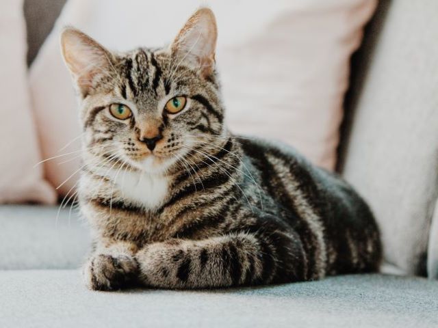 Gato!