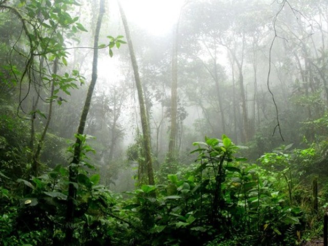 Em uma floresta (sim floresta é diferente de selva)