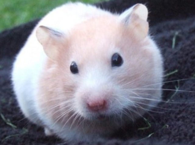 hamster