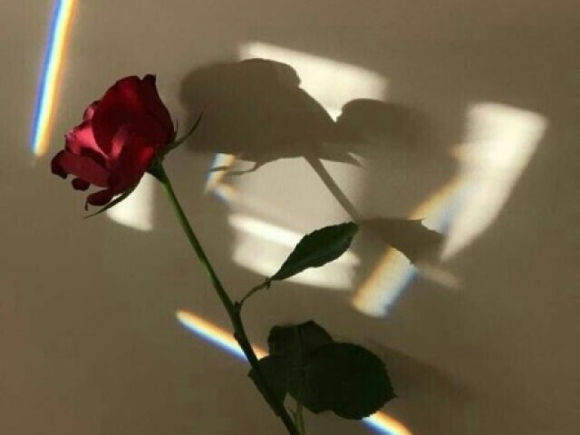 Sua sessão de fotos foi perfeita!