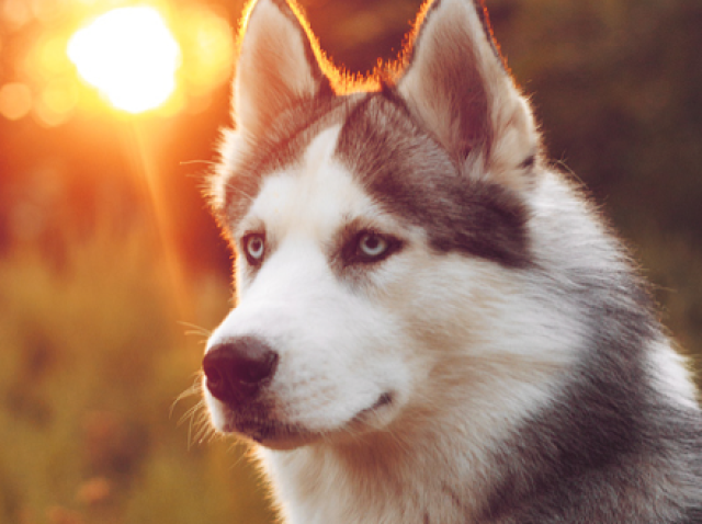 Husky