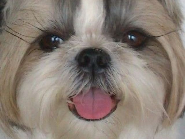 Shih-tzu