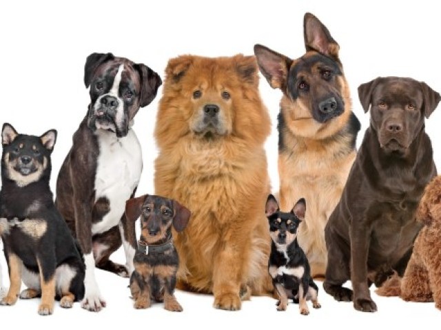 Qual raça de cachorro combina com a sua personalidade?